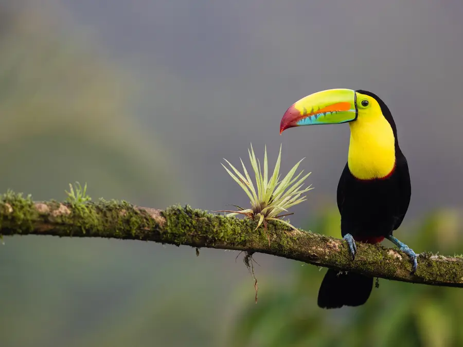 A keel-billed toucan perched on a branch